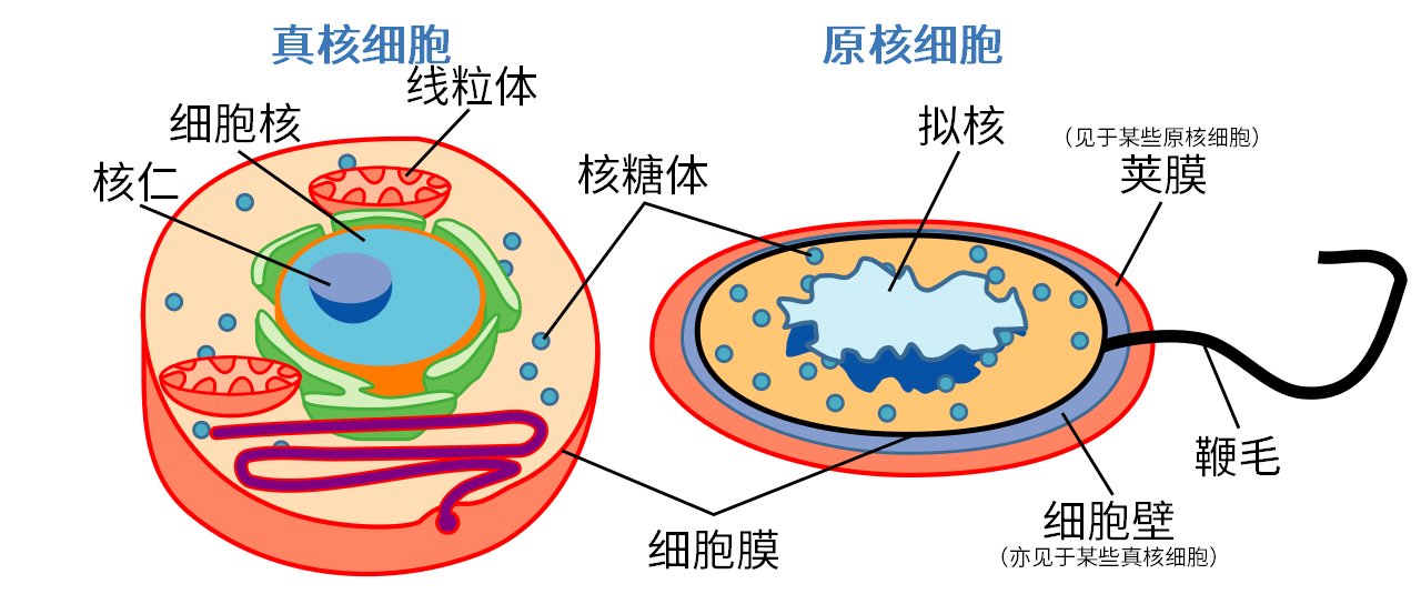 “原核生物”的图片搜索结果