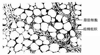 “脂肪组织”的图片搜索结果