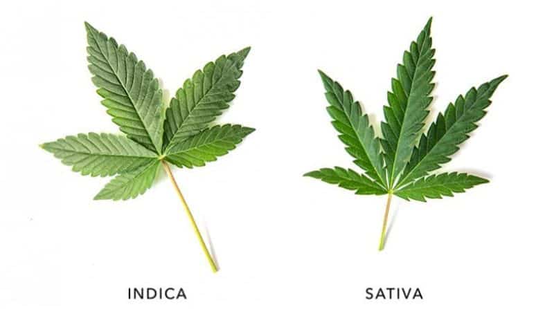 Little Known Facts About Indica Vs Sativa - What's The Difference?.