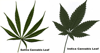 Little Known Facts About Indica Vs Sativa - What's The Difference?.